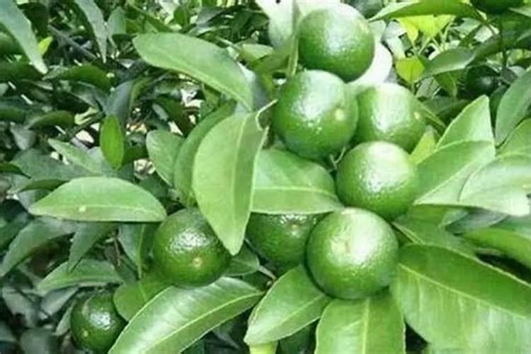 柑橘膨果肥用什么肥最好