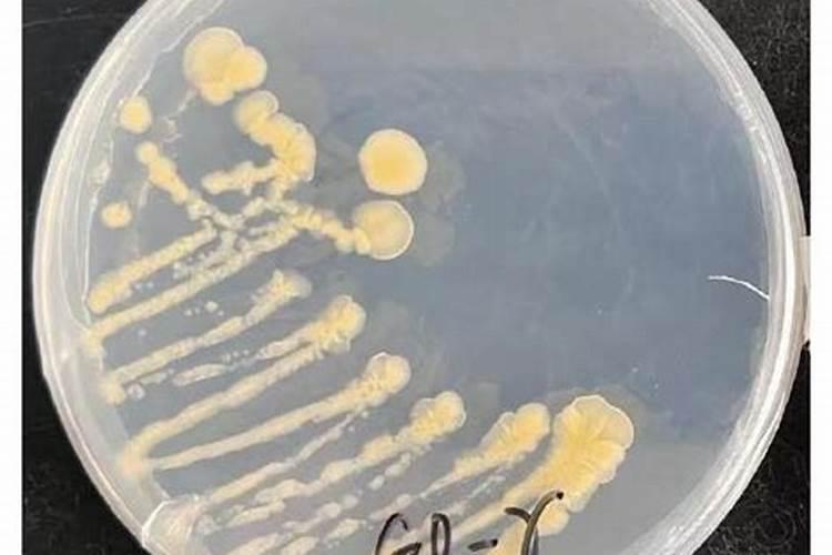 固氮菌促进植物生长的原理