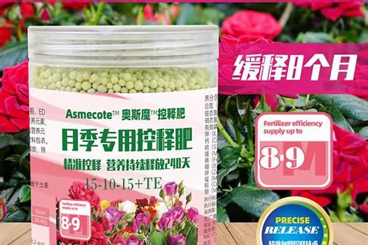 月季小苗一年能长多大