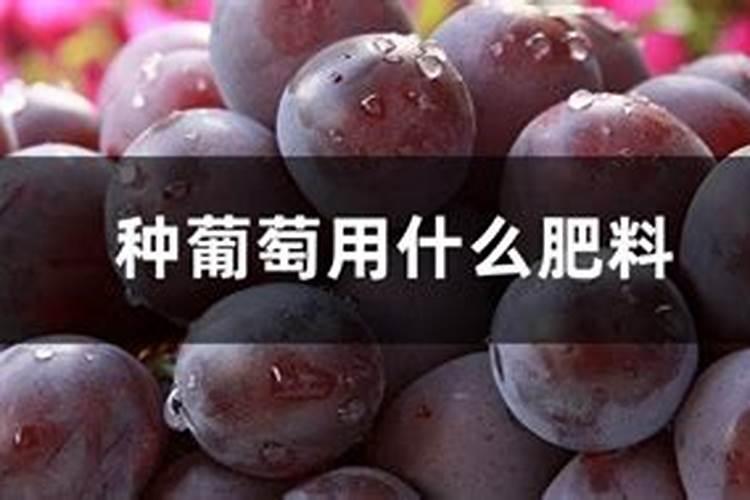 盆栽葡萄要施什么肥料