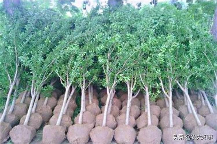 水溶肥十大名牌,摩力水溶肥效果极好