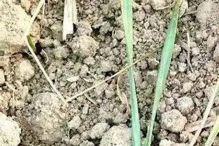 磷肥和钙肥能一起用吗 磷肥是酸性还是碱性的