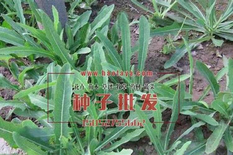 野生的风铃草该怎么家养？