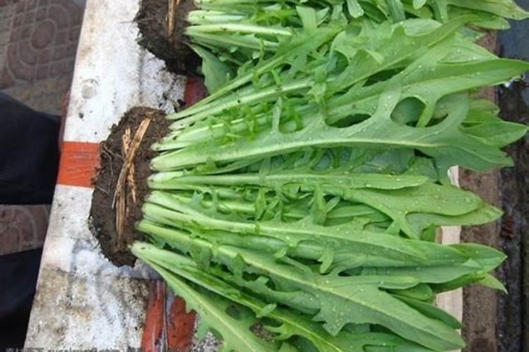 野生的风铃草该怎么家养？