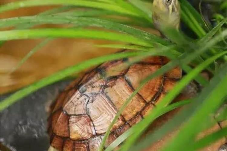 磷肥泡水可以浇花吗