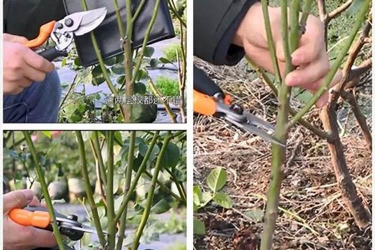 月季花冬季怎么施肥