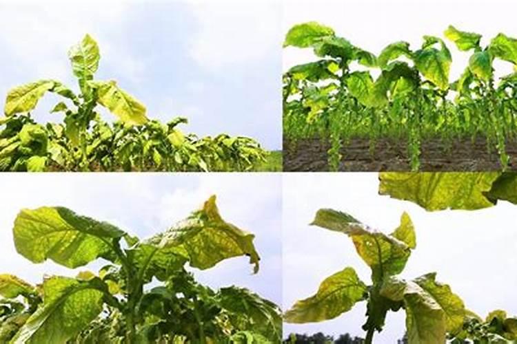 烟草种植需要什么肥料