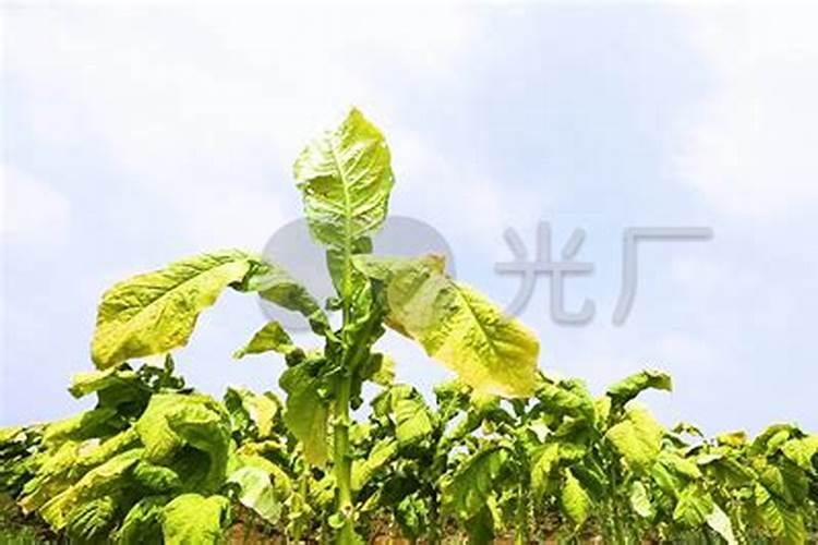 烟草打什么药好