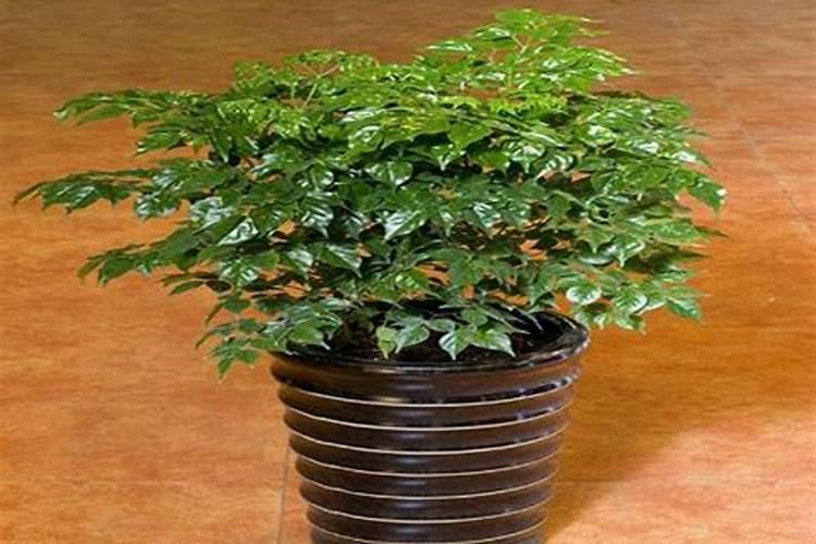如何让幸福树树干发芽,施加氮肥并注射激活液