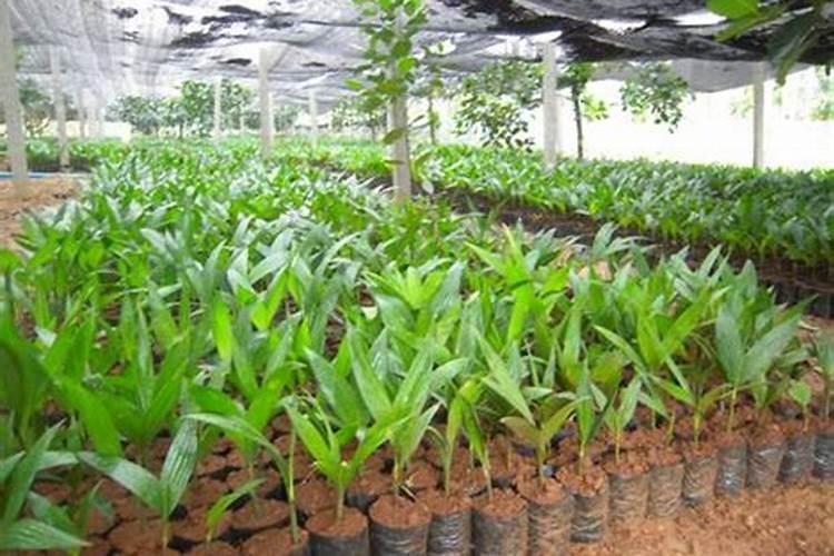 槟榔底肥用什么肥料好？