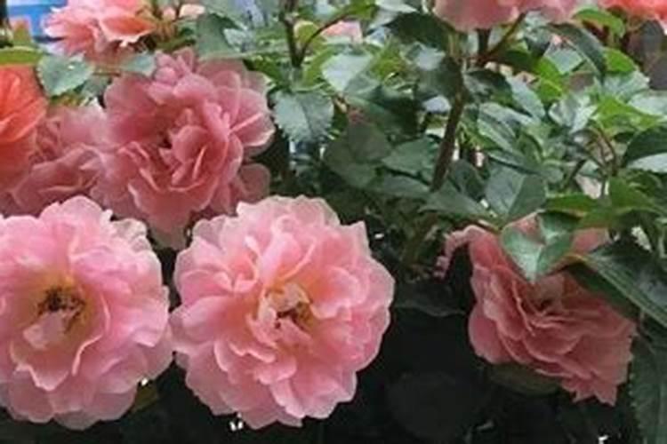 月季花什么季节施肥 月季花什么时候施肥