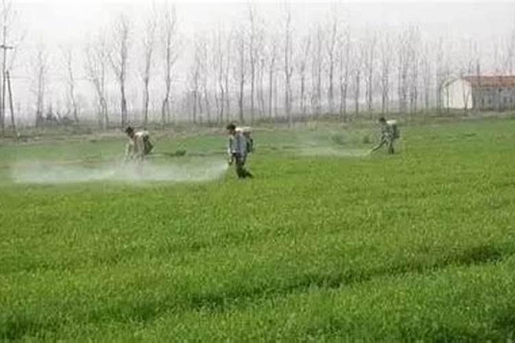 小麦除草剂能和叶面肥混合打吗 什么时候打合适