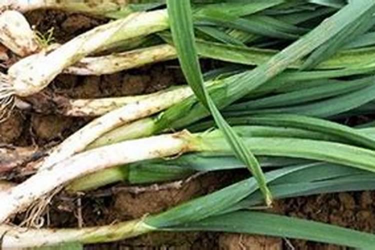 芸豆整行叶片发黄怎么回事？