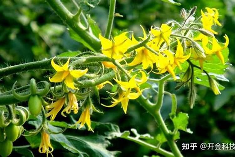 西红柿开花期如何施肥