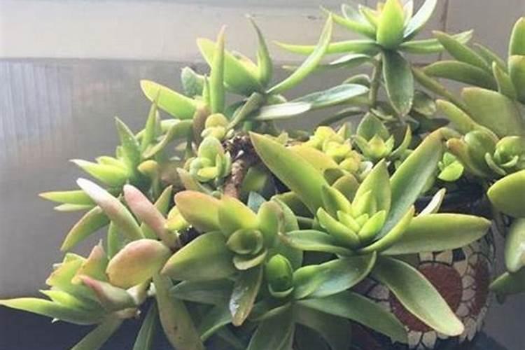 盆栽多肉植物施什么肥,该如何施肥