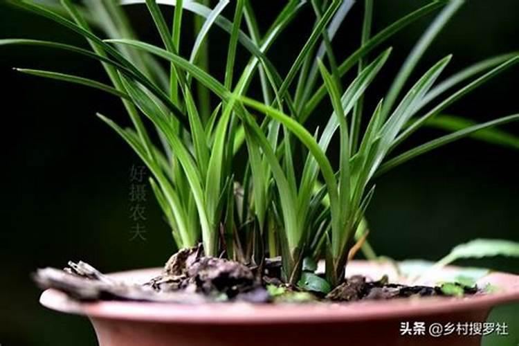 兰花防两腐用什么药好