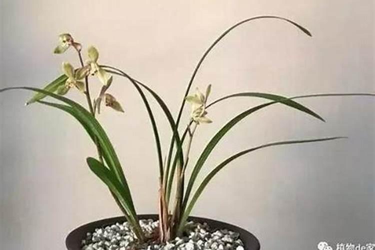 兰花上盆前到底要不要杀菌