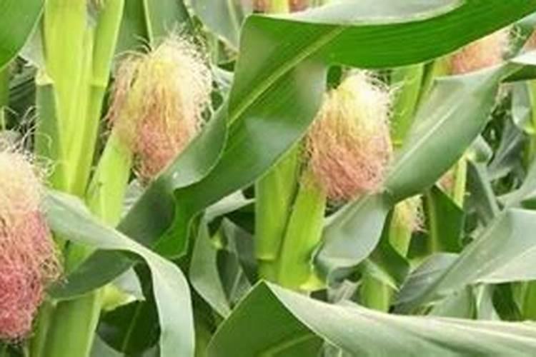 玉米天开花用什么叶面肥好？
