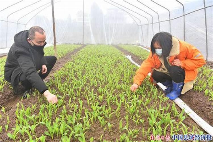 作物旺长为什么要用磷酸二氢钾？