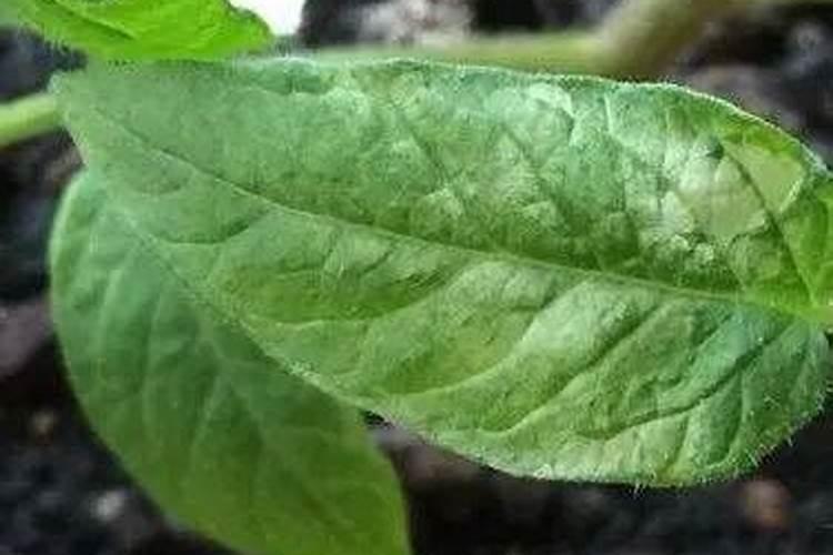 植物磷肥过量叶片特征