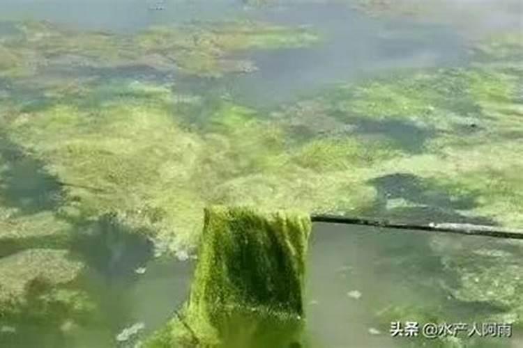 茄子移栽后多久可以施肥