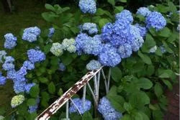 绣球花施什么肥最好