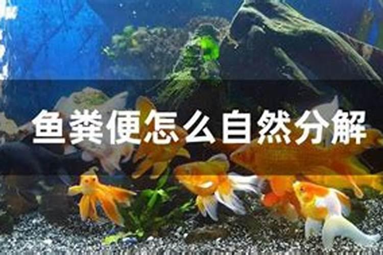 金鱼鱼缸底的粪便如何处理？