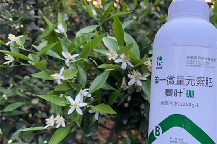 硼元素在农业的应用!!!