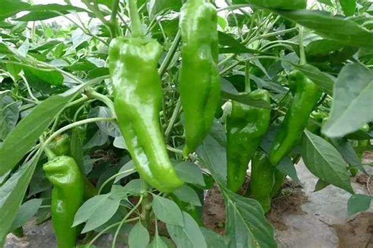 辣椒坐果期用什么肥料 辣椒坐果期为什么不能浇水