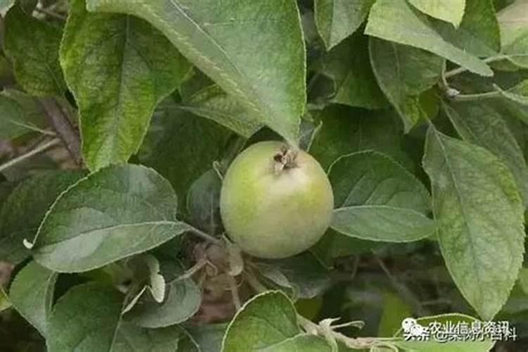 枯草芽孢杆菌和矿源黄腐酸钾能混用吗