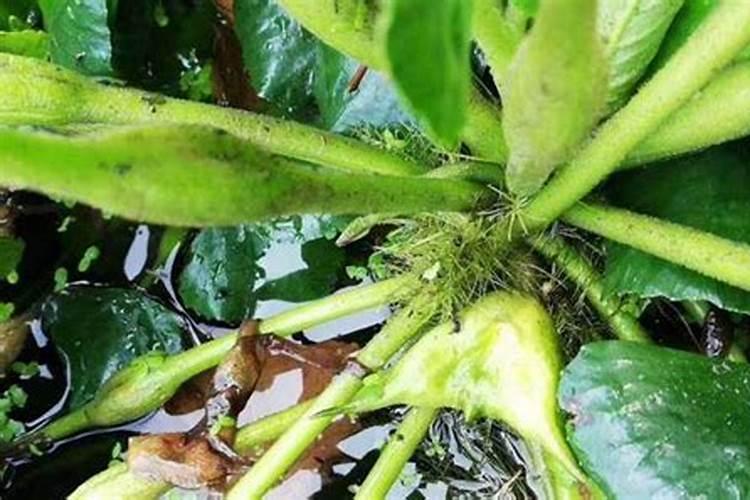 菱角的种植管理注意什么 菱角应该怎么养殖