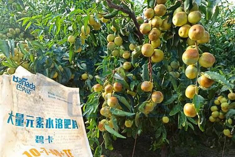 盆栽橘子用什么肥 盆栽橘子用的肥料是什么