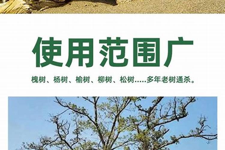 发财树树根发霉腐烂怎么处理