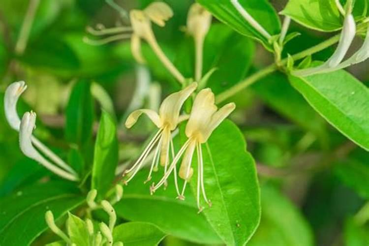很多人不会金银花的施肥,金银花怎么施肥好？