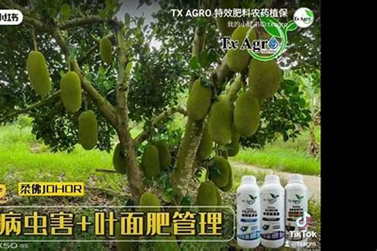 菠萝蜜树在北方冬天怎么过冬 北方菠萝蜜树冬天会冻死吗