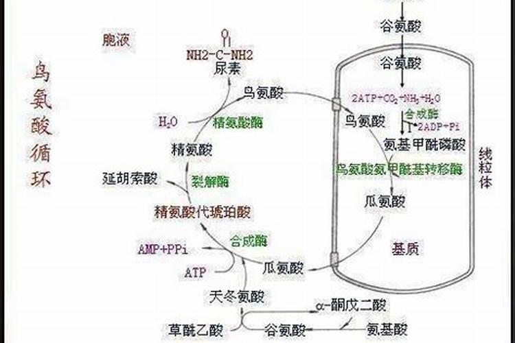 尿素是氮肥还是磷肥