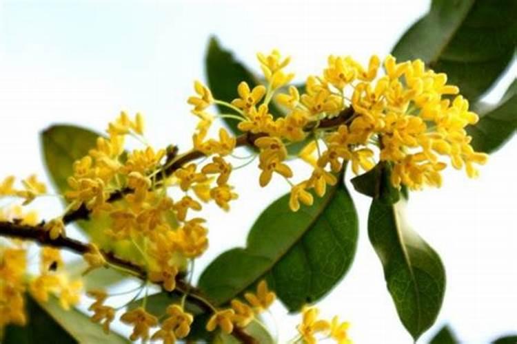 桂花树施什么肥料最好