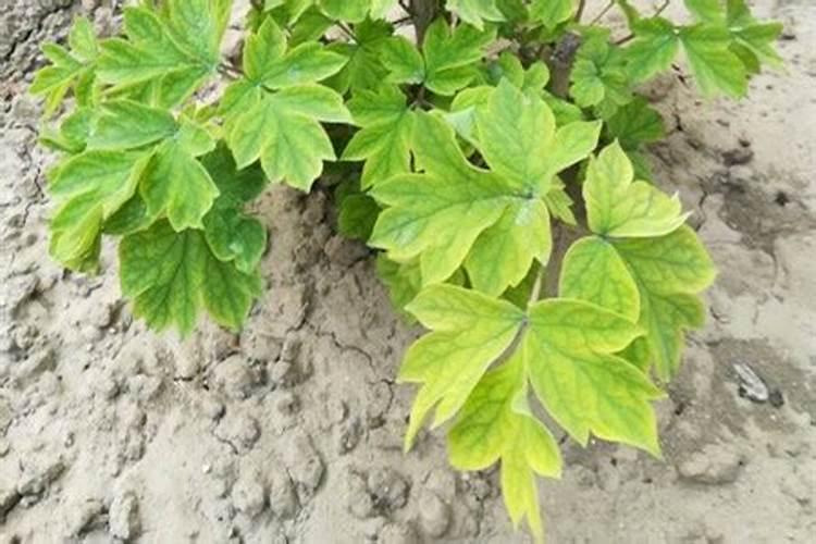 绿牡丹花为什么长叶子,不开花？