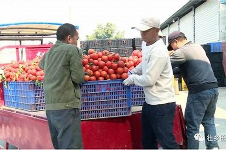 西红柿用什么肥料好