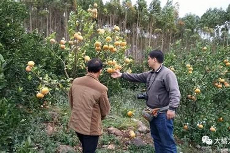 新种茂谷柑如何施肥？