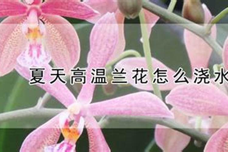 茶花夏天可以施肥吗