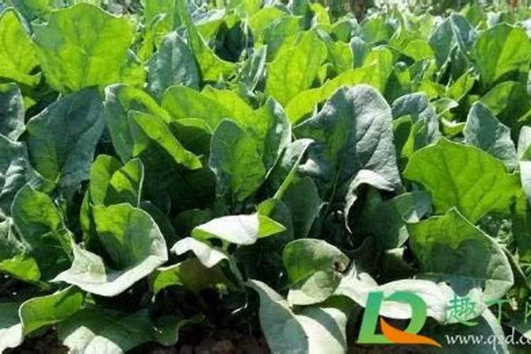 夏菠菜怎样施叶面肥