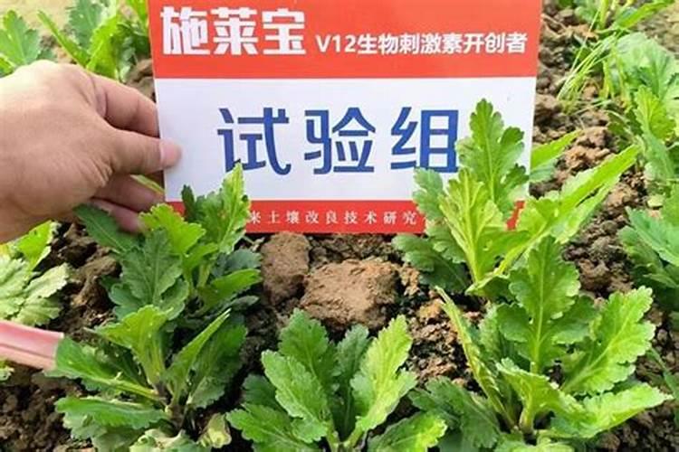 盆栽菊花怎么施肥,菊花四季施肥的方法及注意事项