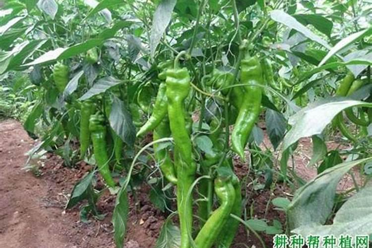 尖椒施肥用什么肥料