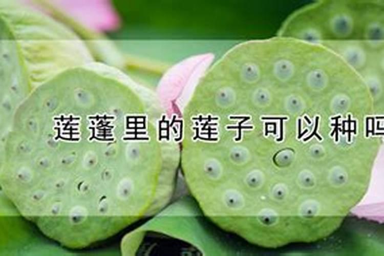 如何大面积种植荷花呢？