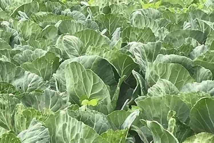 不用农药化肥除草剂的情况下该怎么去种植生态水稻呢？