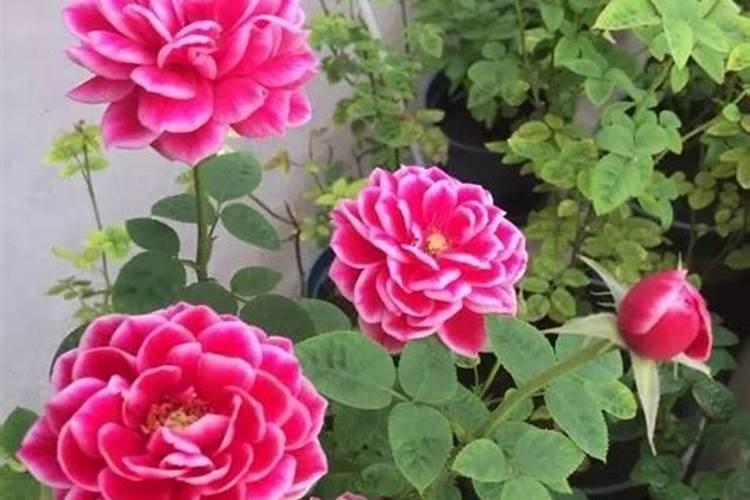 尿素可以浇月季花吗