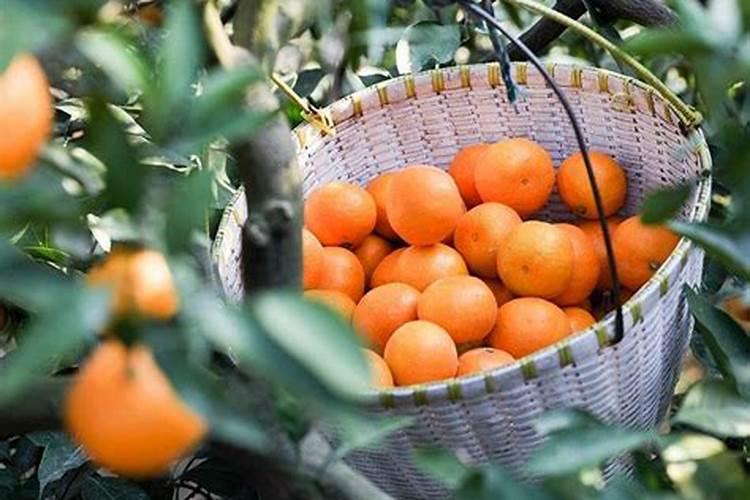 蜜桔怎样种植果肉才甜