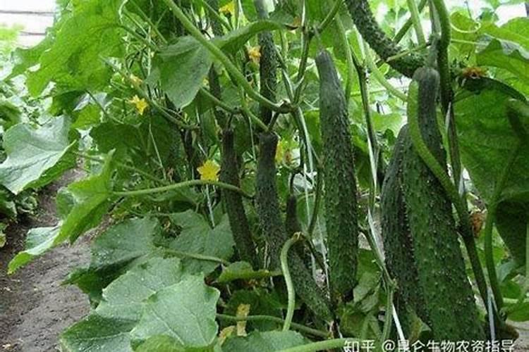黄瓜结果期冲施什么肥料 黄瓜结果期冲施的肥料是什么