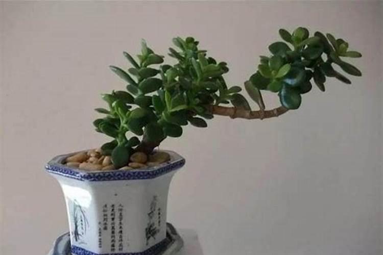 3年玉树养成老桩,教你1招,枝干粗壮蹭蹭长个!